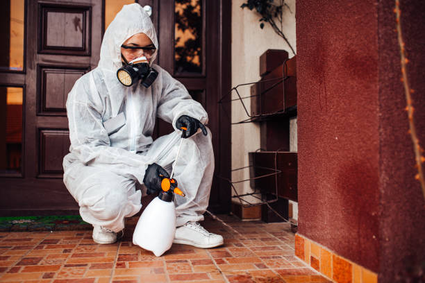 Reliable Wasp Removal contractor in Garden Ridge, TX by Show Me Pest Control